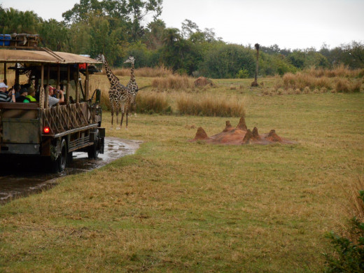 On the Safari Ride