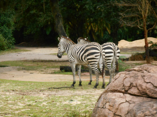 Zebras, Love them!