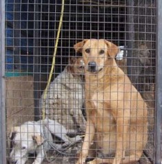  captive dogs in the van