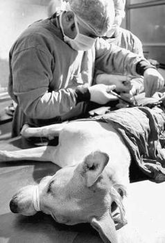 sterilization