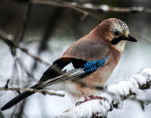 Try the December Bird Count!