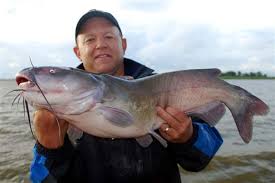 You can catch big catfish like the one in the photo if you'll check out the tips, tricks, and hints for catching catfish here on this Hub Page.