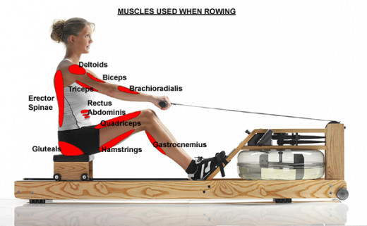 rowing machine muscles used