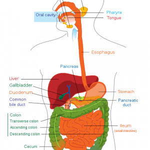 Farting for Beginners
