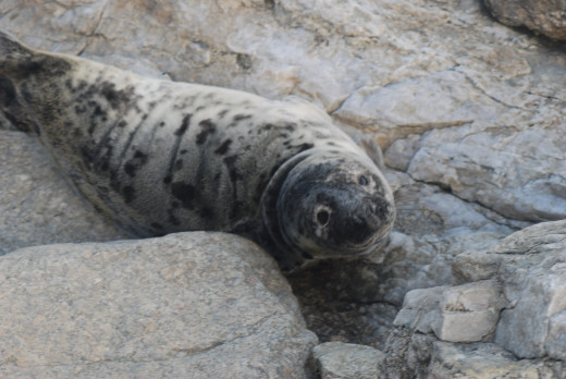 Baby gray seal, about 2 months old, Newport RI