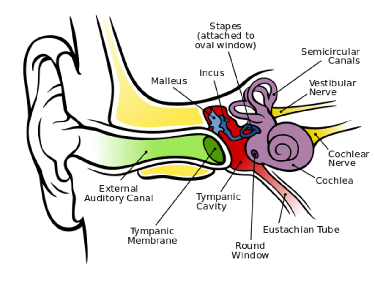 How Does the Ear Help to Maintain Balance and Equilibrium of the Body