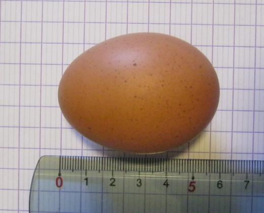 How do you size an egg - eggactly? This is a ruler in centimeters
