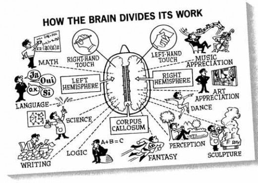 Notice the side of the brain music utilizes along with Art appreciation, dance, and perception.