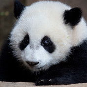 Le Panda profile image