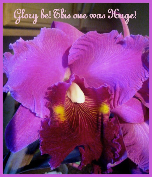 This is one GIGANTIC orchid; the largest bloom in our orchid jungle!
