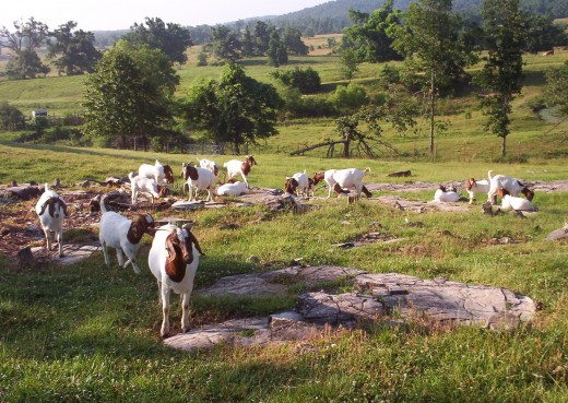 Boer Goats on Pasture