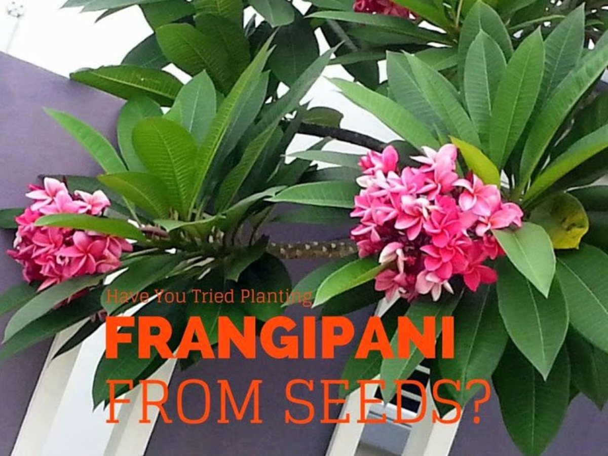 How I Plant Plumeria Or Frangipani From Seeds Dengarden Home And Garden