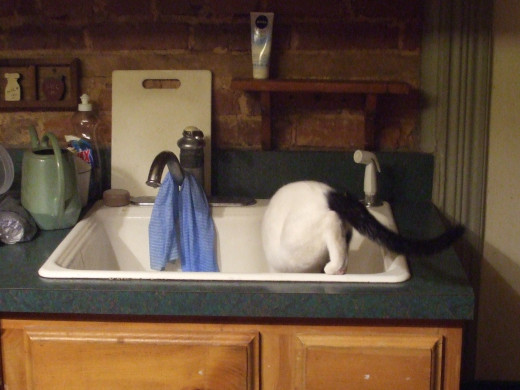 Kitten reaction to a kitchen sink: Wow - there is a gold mine of food treats in this hole.