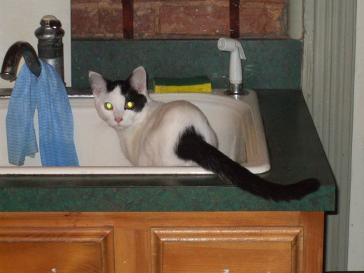 Kitten is scolded for being in kitchen sink.