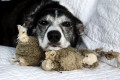 Can Dogs Get Alzheimers? A Look at Cognitive Dysfunction Syndrome in Older Dogs