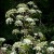 Lovage Lovage
