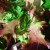 Chervil in Salad Chervil in Salad