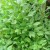 Lovage Lovage