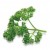 Parsley Parsley