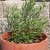 Tarragon Tarragon