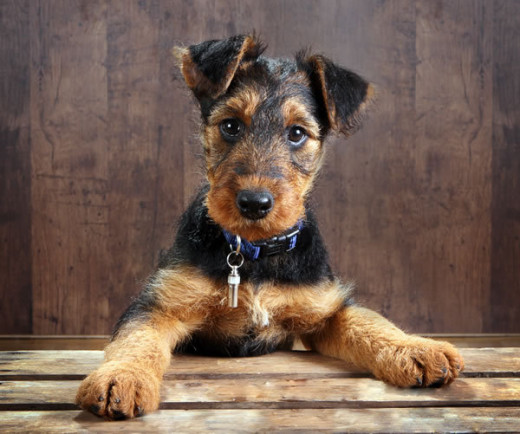 The Airedale Terrier: