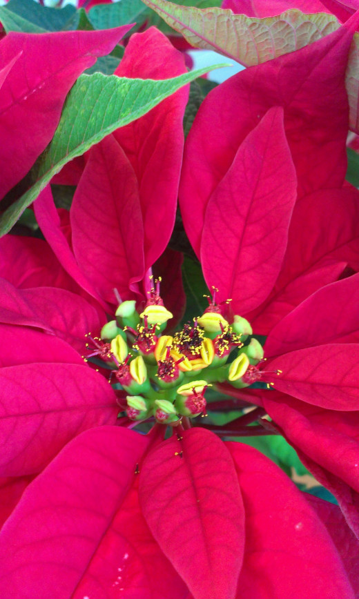 A close-up of the flowers of the poinsettia plant