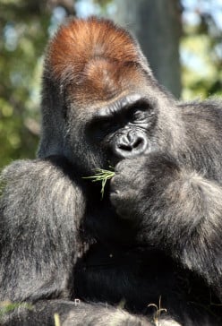 Interesting Facts on One of Our Closest Kin, The Gorilla