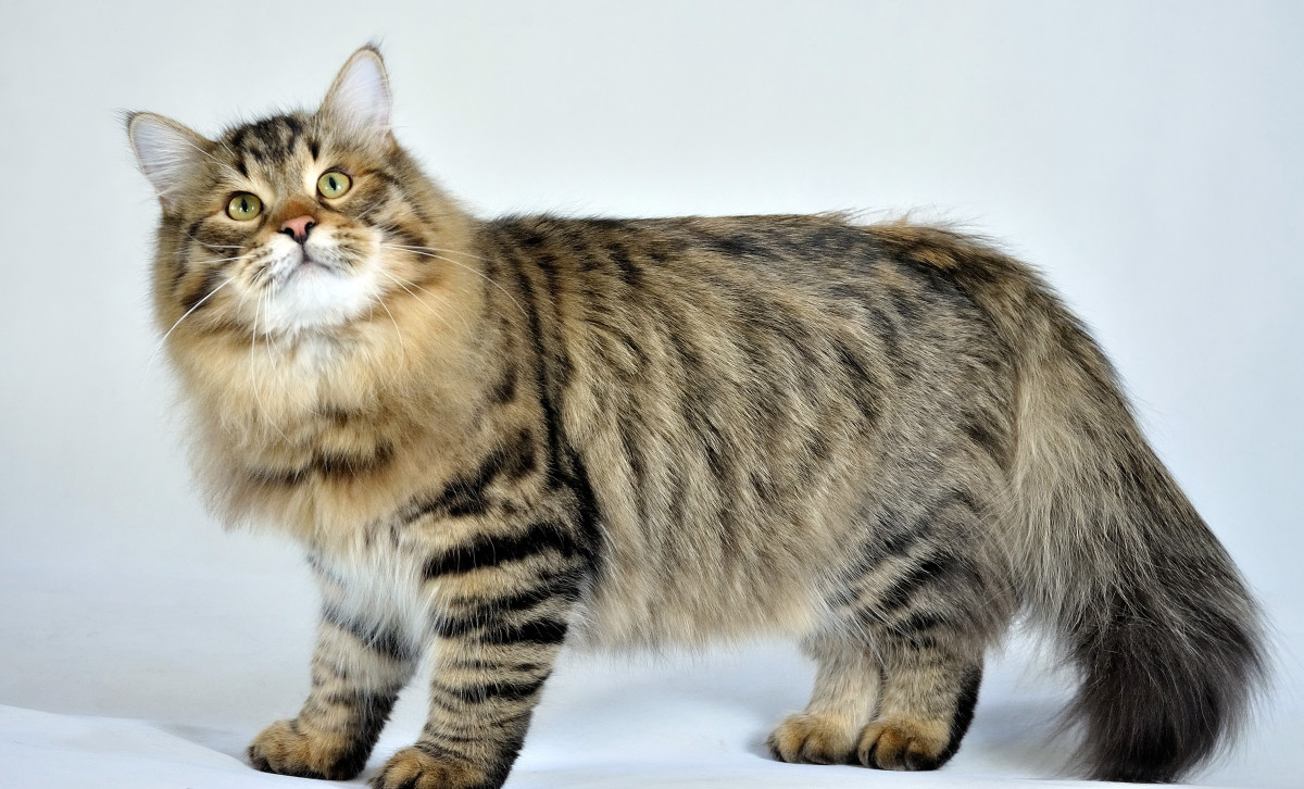 Hereditary Diseases Of The Siberian Forest Cat Pethelpful By Fellow Animal Lovers And Experts