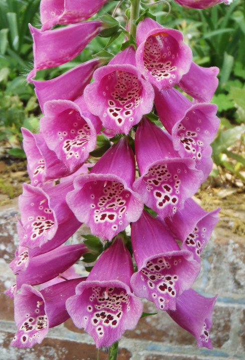 Flowers at the Cummer Museum Gardens