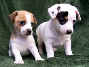 Rat Terriers are such good companions 