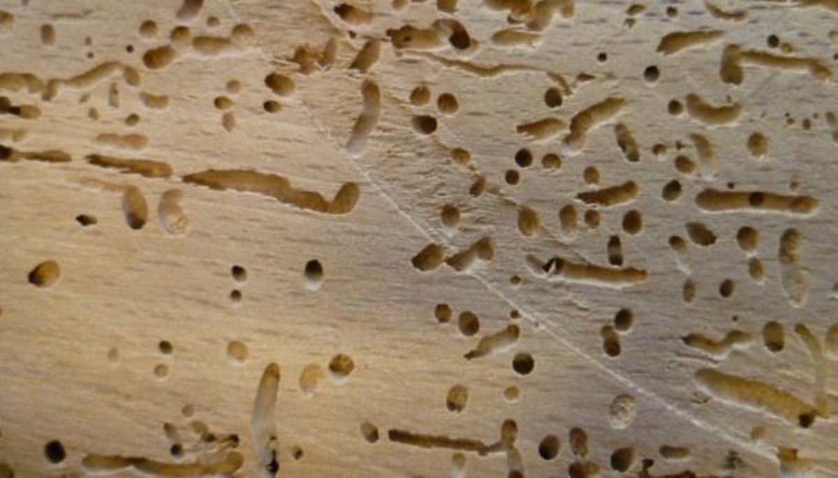 Everything You Need To Know About Wood Boring Beetles Dengarden