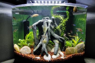Fish tanks can brighten a dark space