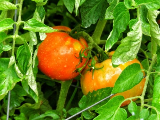 Tomatoes and other vegetables are easily grown instead of purchasing them, and they certainly taste better! 