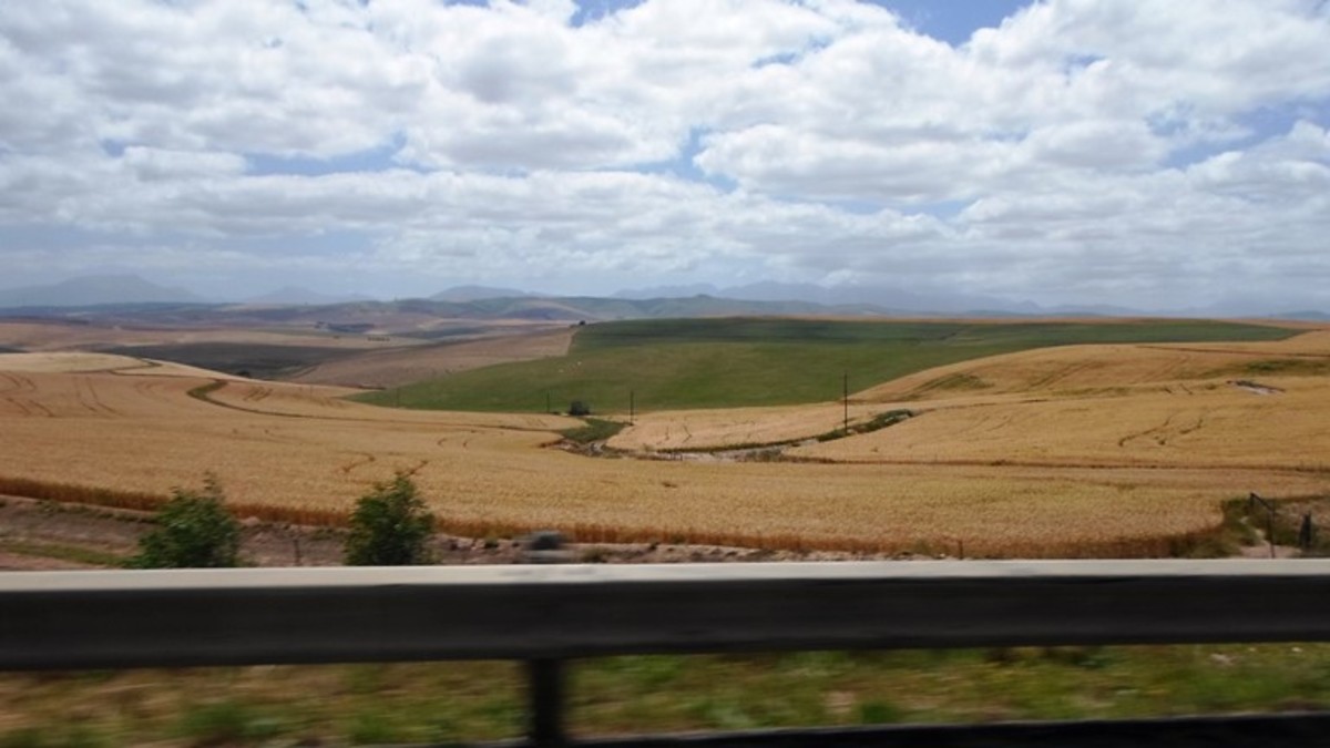 Corn fields between Grabouw and Caledon, Western Cape, South Africa 