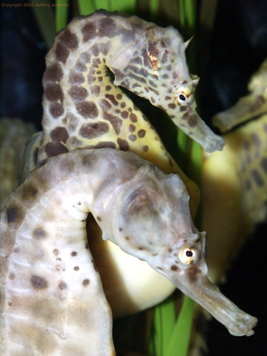 http://www.divegallery.com/seahorse_17.jpg