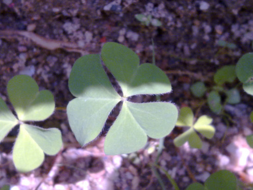 Clover leave