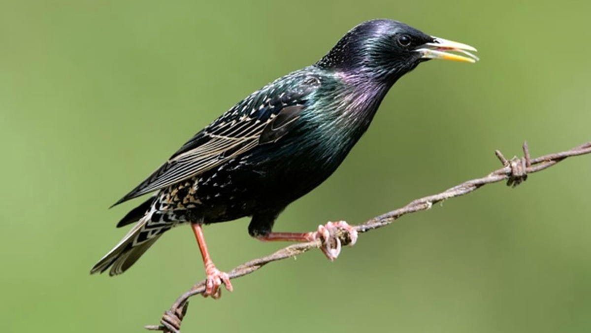 A wild starling, a breed whose population has been in decline in recent years.