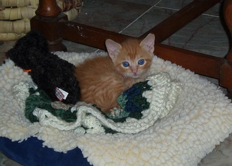 Here he is when we first got him. I wish he was still so small and cute!