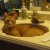 Now he's 20 lbs and thinks he's so cute sitting in the sink.