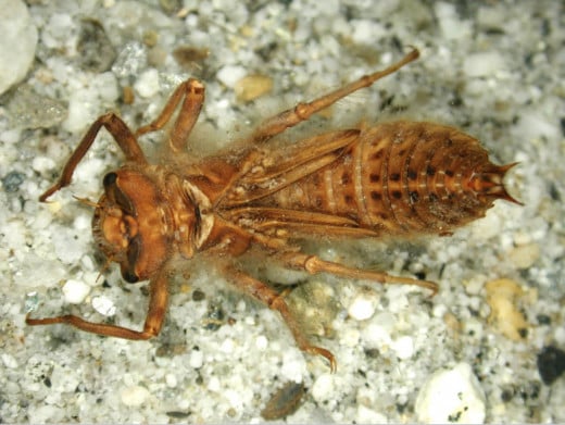 Dragonfly nymph. 