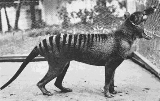 Benjamin, the last Tasmanian tiger, died in 1936