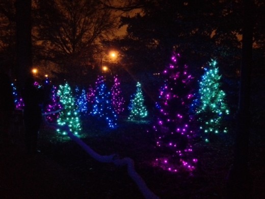 More lit up trees at the Garden Glow, with purple, green and blue lights. 