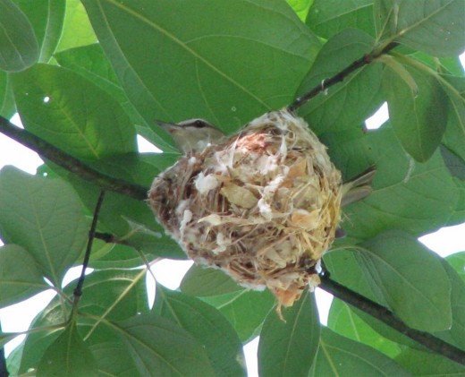 A female white-eyed vireo sits on her nest high in a sassafras tree as her mate gives his "get-to-the-rear...chick!" call. 