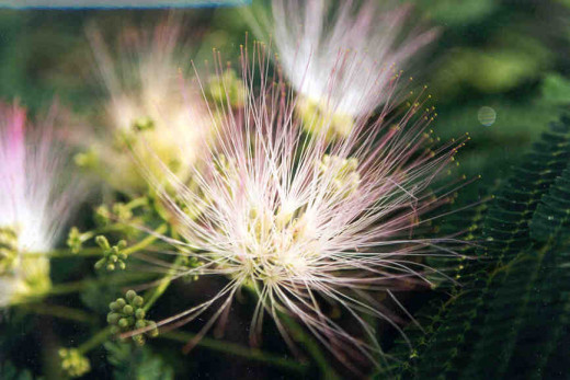 The flowers of the mimosa tree attract both hummingbirds and butterflies.