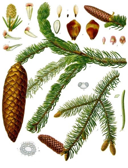 The Norway spruce (Picea abies), probablz the most popular species used as Christmas tree.