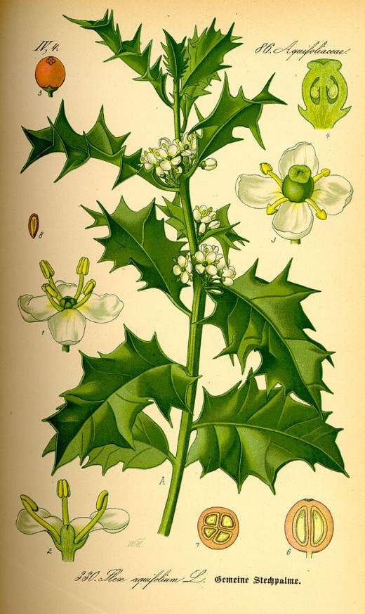 The common holly (Ilex aquifolium) was also one of the manny evergreen species worshiped by pagans.