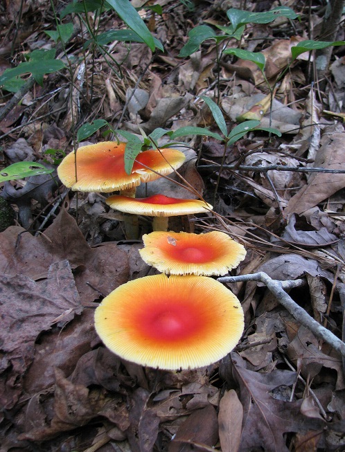 In autumn many colorful fungi springs up along the forest floor.