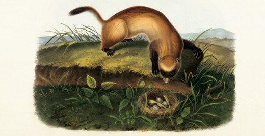 John J. Audubon's drawing of the black-footed ferret