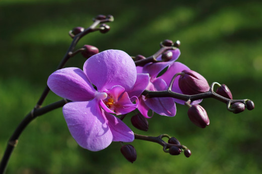 The large collection of orchids is the highlight of the Garden of the Sleeping Giant