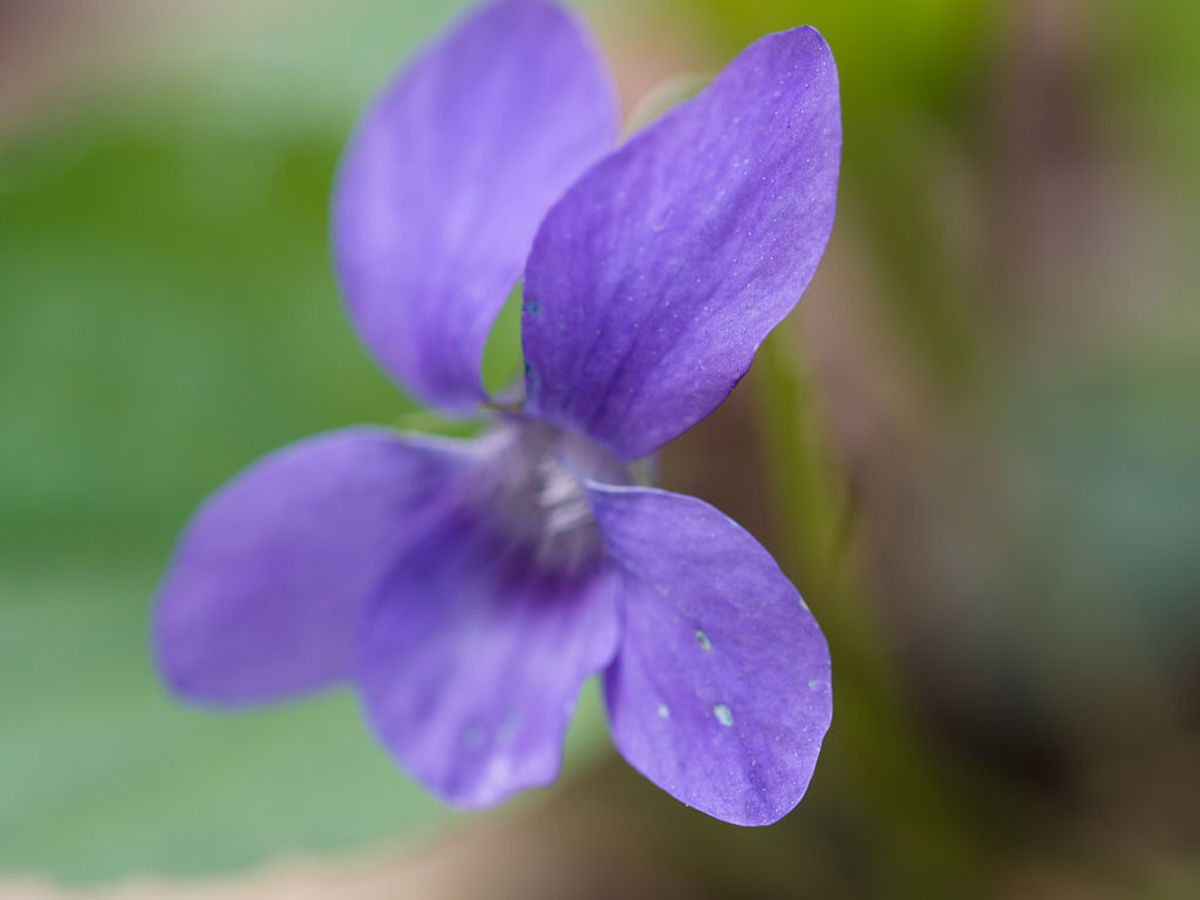 The violet flower symbolizes modesty (per  gardenguides.com). 